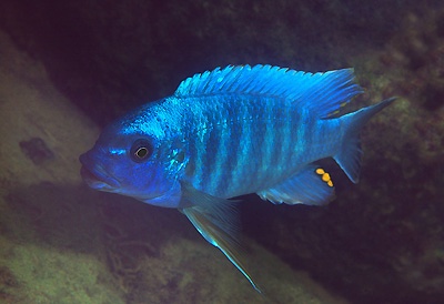 Petrotilapia tridentiger 'Pombo Rocks'